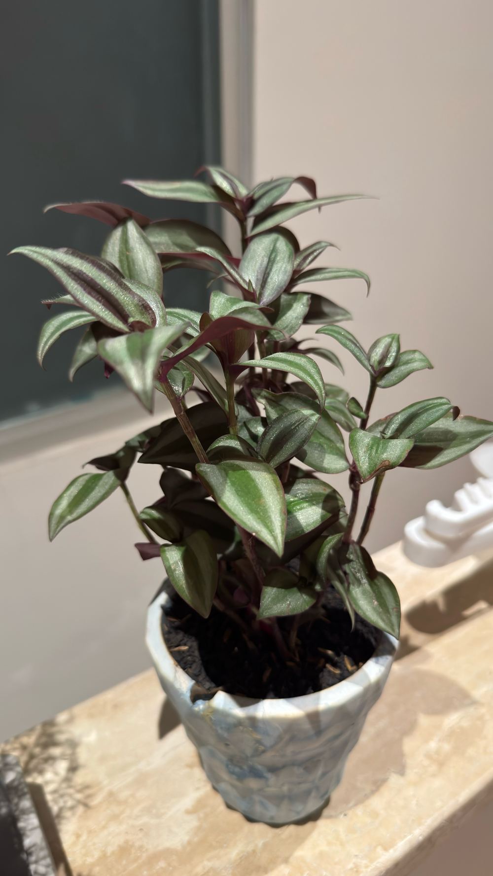 Tradescantia zebrina, Wandering Jew / Adam Hawa Rambat
