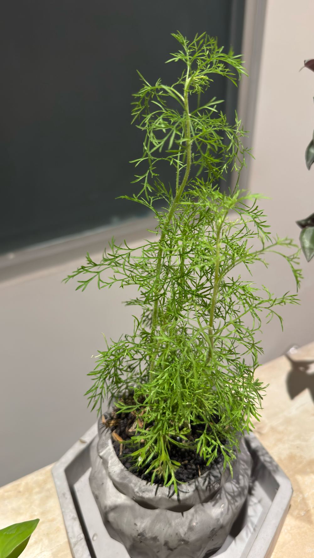 Asparagus setaceus, Asparagus Fern / Pakis Asparagus