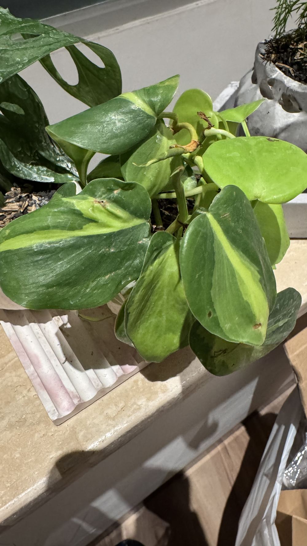 Philodendron hederaceum 'Brasil', Philodendron Brasil / Filodendron Brasil