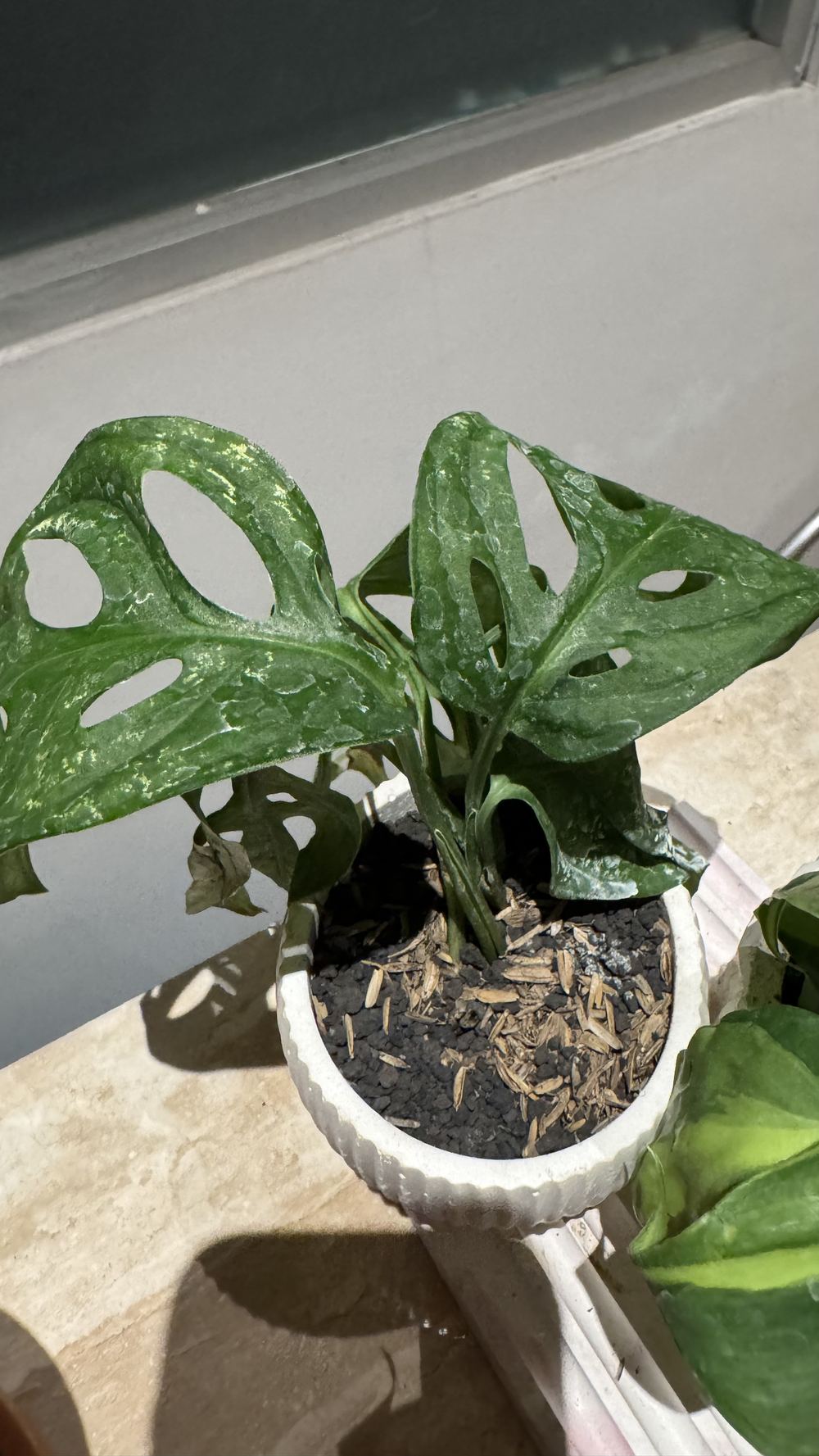 Monstera adansonii variegata, Monstera Variegata / Janda Bolong Variegata