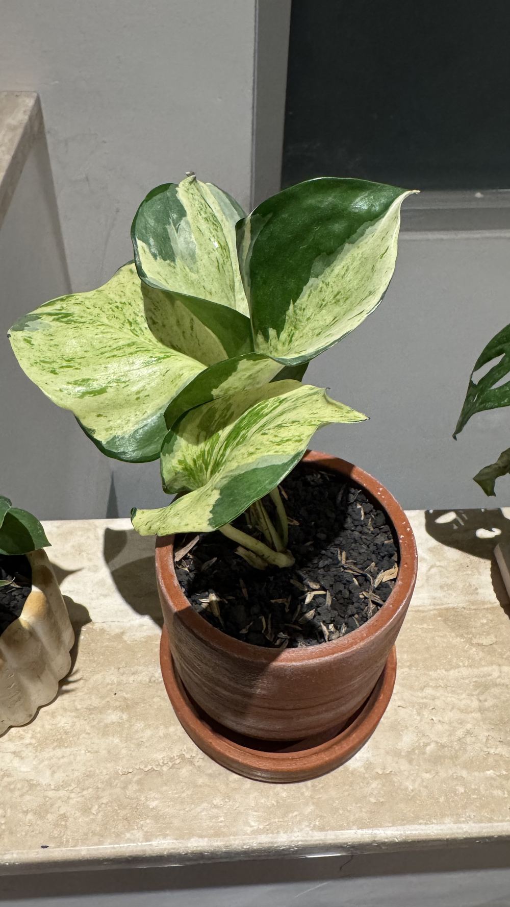 Epipremnum aureum 'Marble Queen', Pothos Marble Queen / Sirih Gading Marmer