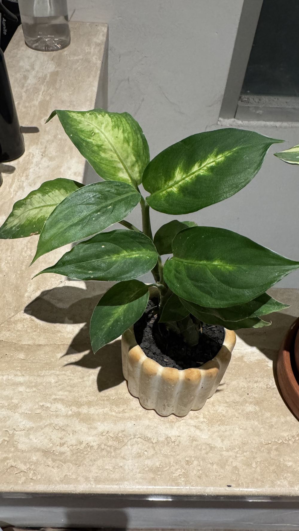 Aglaonema sp., Chinese Evergreen / Sri Rejeki